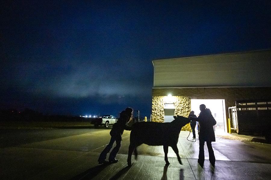 The livestock show was primarily organized and planned by Northwest students, giving them an opportunity to practice skills outside the traditional classroom. (Photo by Todd Weddle/Northwest Missouri State University) 